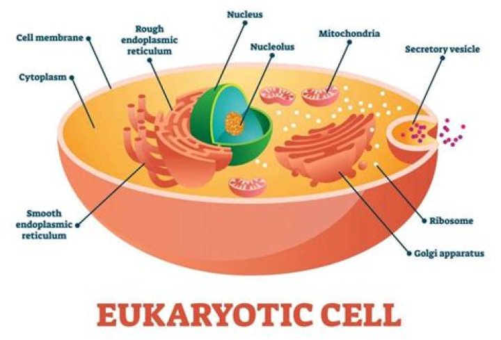 Are introns found in eukaryotes?