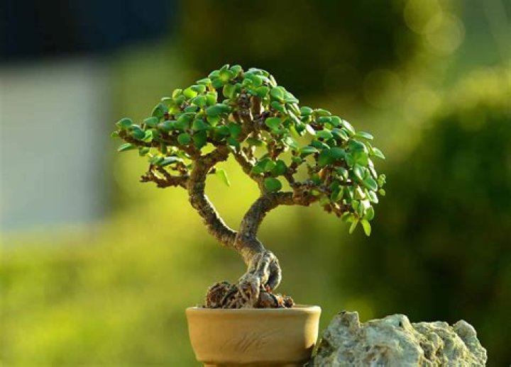 Are jade plant a bonsai?