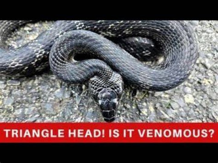Do poisonous snakes have triangular heads?