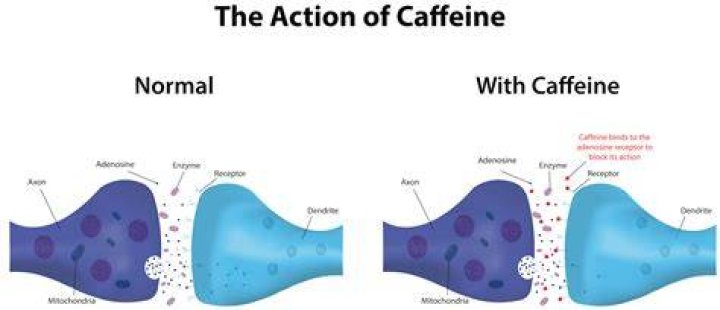 Does coffee affect neurotransmission?