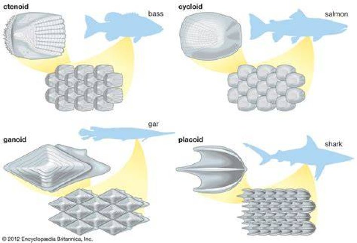 Does fish have denticles?