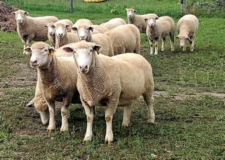 How many years does a sheep live?