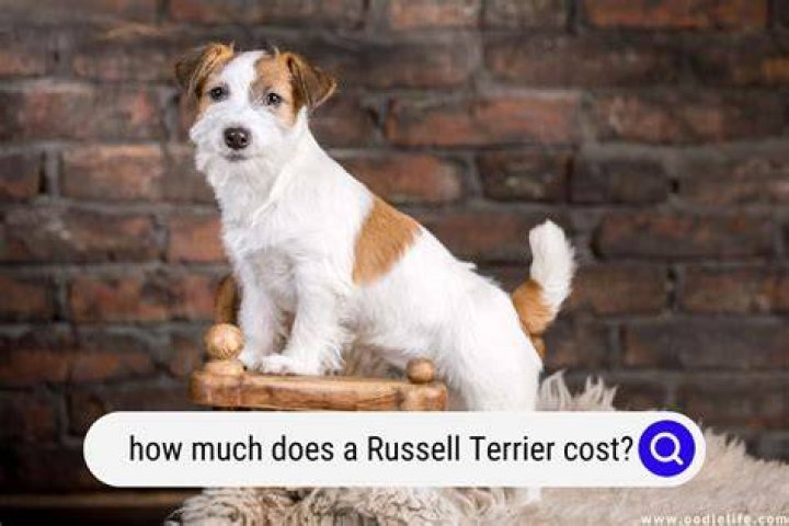 How much is a jack russell worth?