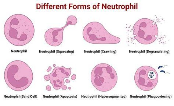 Where are neutrophils formed?