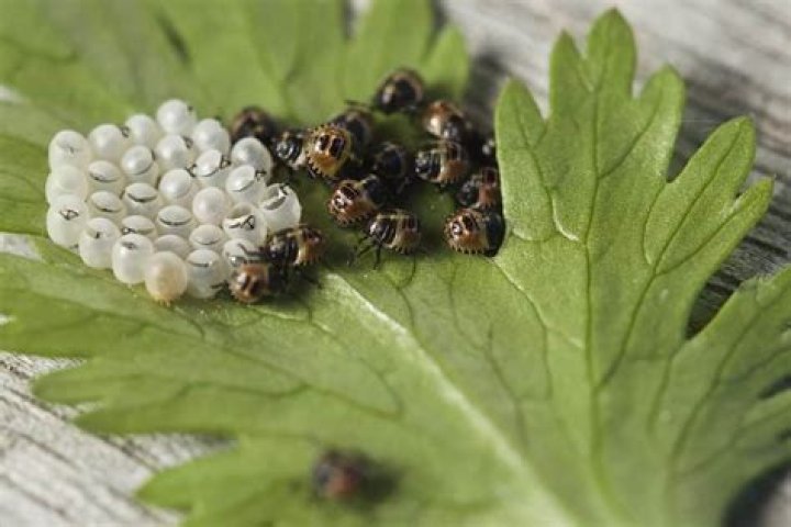 Where gnats lay eggs?