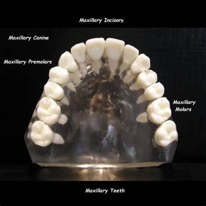 Where is maxillary premolars located?