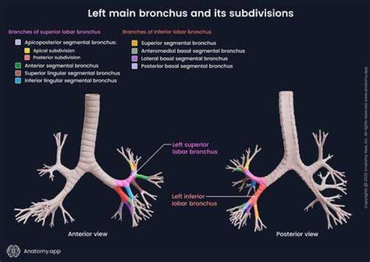 Which bronchi is higher?