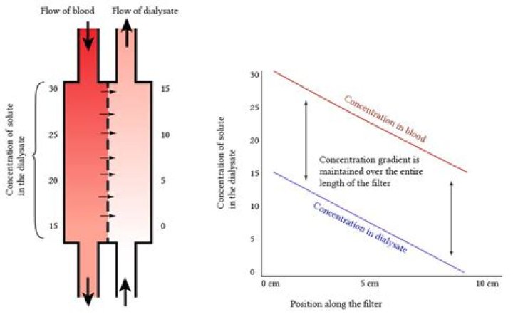 Why does countercurrent flow within the dialyzer?