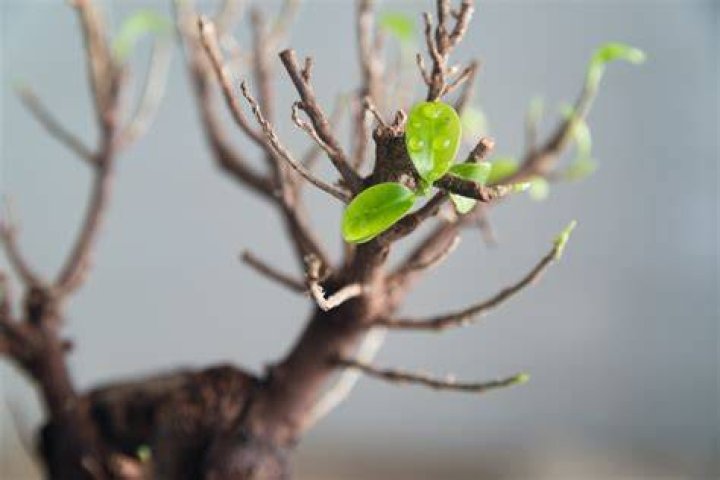 Why ginseng bonsai losing leaves?