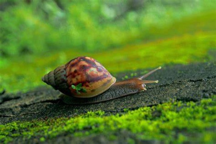 Why is a snail an invertebrate?